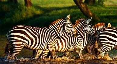 Viaje a Kenia: Memorias de África Viaje a Kenia: Memorias de África