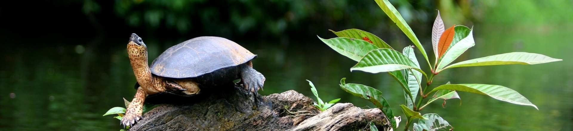 Costa Rica Básica con Parque Nacional Tortuguero Costa Rica Básica con Parque Nacional Tortuguero