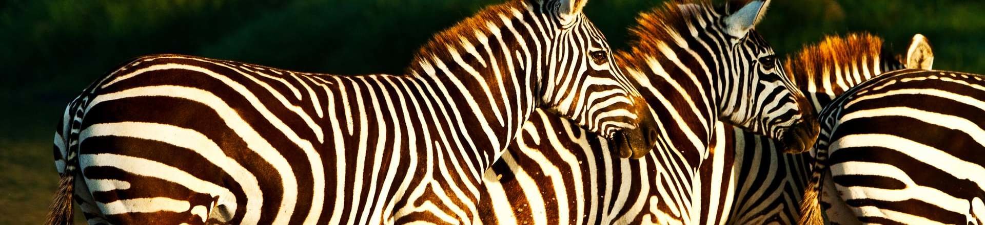 Viaje a Kenia: Memorias de África Viaje a Kenia: Memorias de África