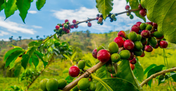 Colombia con Encanto OFERTA (vuelos domésticos incluidos)