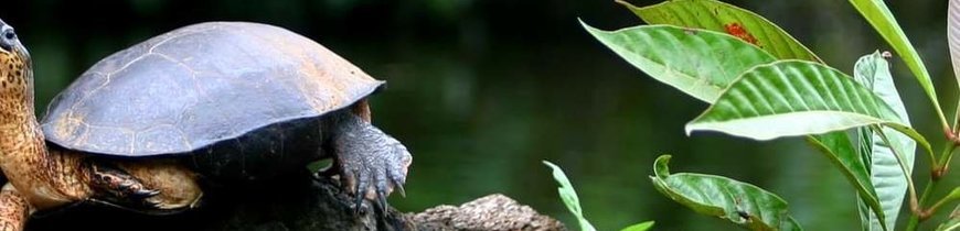 Costa Rica Básica con Parque Nacional Tortuguero