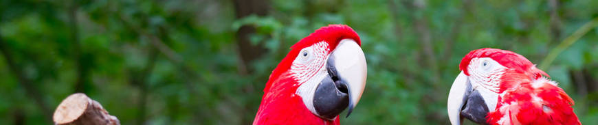 Costa Rica Verde en 4x4