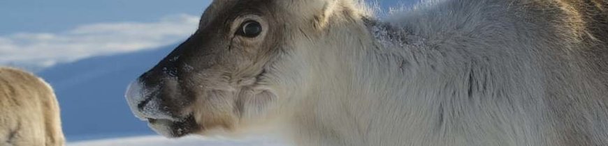 Aventura en el Ártico: Estocolmo, Laponia y Oslo