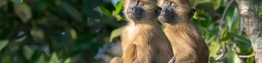 Sindola y Sur de Gambia 