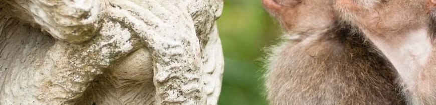 Bali, Nusa Penida, Sumatra y Komodo