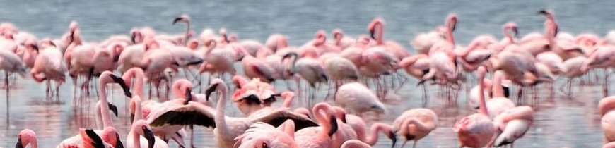 Aventura en Kenia con 7 Safaris