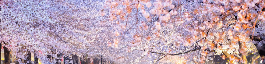 Corea del Sur con 15 Visitas y Noche en Templo Budista