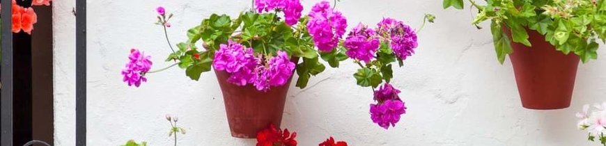 Pueblos Blancos y Rincones de Cádiz