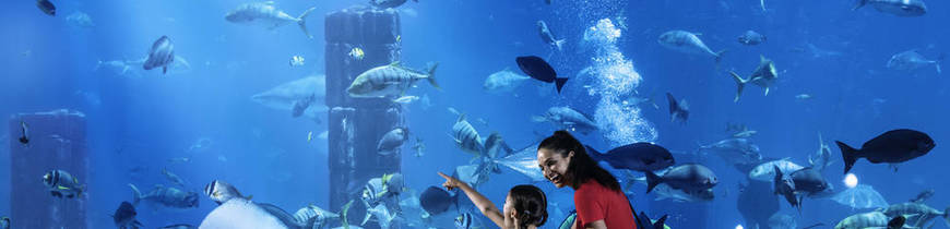 Dubai con Visita y Safari 