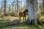 New Forest