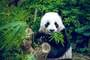 Chengdu (China)