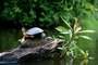 Tortuguero (Costa Rica)
