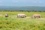 Parque Nacional Lago Nakuru (Kenia)