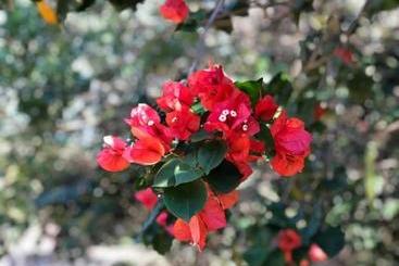 پانسیون Pousada Halliny Do Rosa