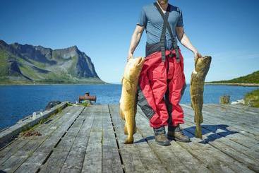 Northern Light Hotell/camp Steinfjord