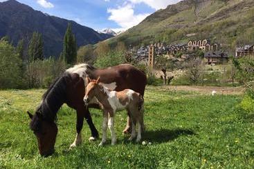 ペンション Hostal Rural Sant Climent