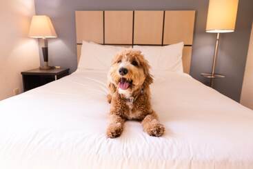 酒店 Sonesta Simply Suites Parsippany Morris Plains