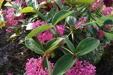 هتل Spring Garden