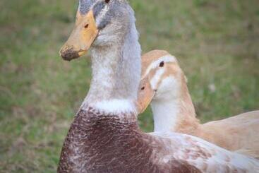茅舍 Dartmoor Reach Alpaca Farm