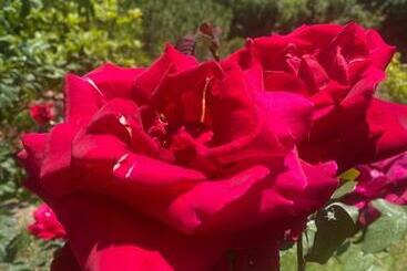 پانسیون Podere Belsogno Miniappartamento Roseto