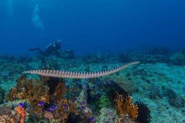 Reddoorz Plus @ Gracey Dive Resort Dumaguete