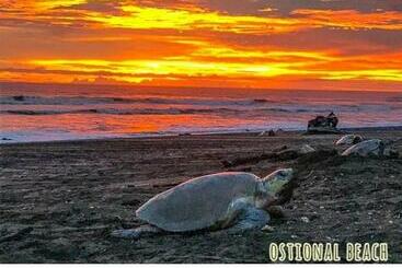 هاستل Cabinas Surf Arribadas
