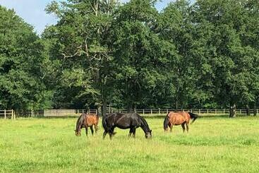 تختخواب و صبحانه Haras Du Vignault Le Bûcher
