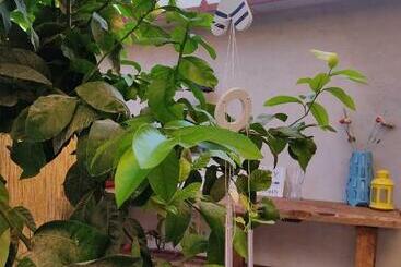 پانسیون Green House