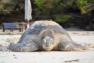 Hotel Chale Island Resort