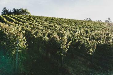 تختخواب و صبحانه Weingut Peter Grill
