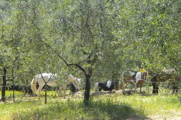 هتل Bello Stare Charming Retreats