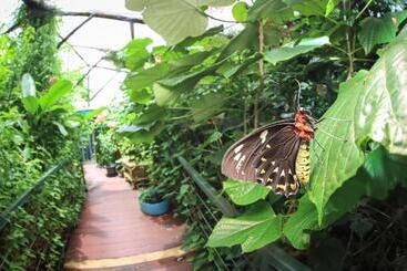 פנסיון Batchelor Butterfly Farm