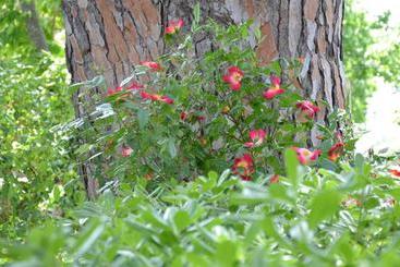 هتل Villa Terme Di Caldana B&b