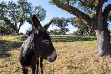فندق ريفى Herdade Das Onzenas De Cima