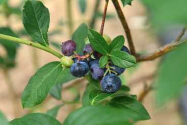 Pensão Yangpyeong Sanarae Glamping