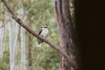 아파트 Bay And Bush, Jervis Bay