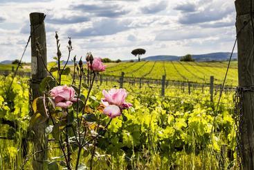 هتل Villa Loggio Winery And Boutique