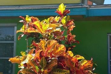 Eldemire's Tropical Island Inn
