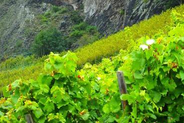 Weingut Und Hotel Haus Am Drachenloch