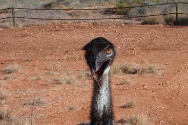 هتل Ningaloo Bed And Breakfast