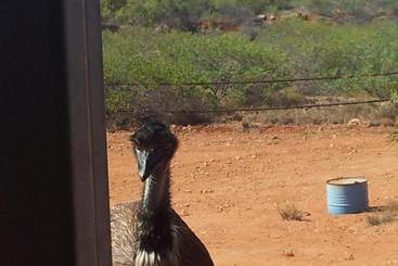 هتل Ningaloo Bed And Breakfast