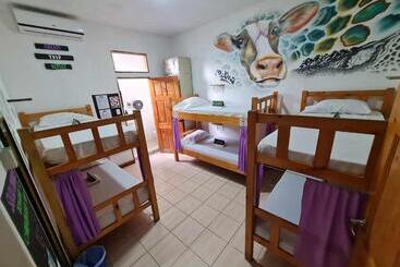 پانسیون Slow Monkey Hostel
