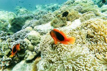 هاستل Serene Resort Koh Lipe