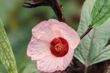 פנסיון Crescent Moon