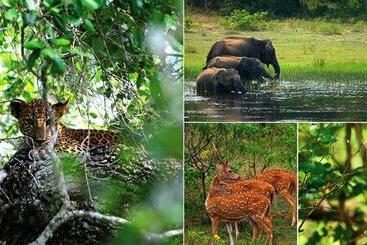 בית מלון כפרי Nilketha Yala Tissamaharama