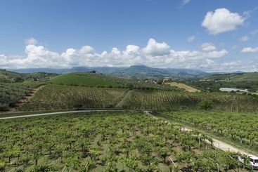 Masseria Del Vino