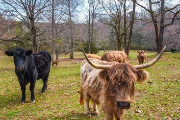 별장 Clarkesville  Rustic Hideaway  On 38 Acre Farm!