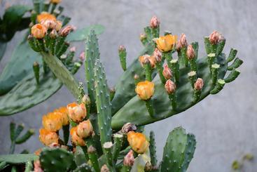 تختخواب و صبحانه Terra Mista Alojamento Local