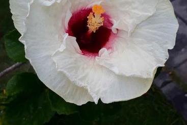 پانسیون Hibiscus House Pemuteran Bali