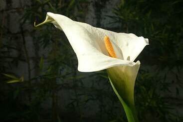 تختخواب و صبحانه Le Clos Chez Michel